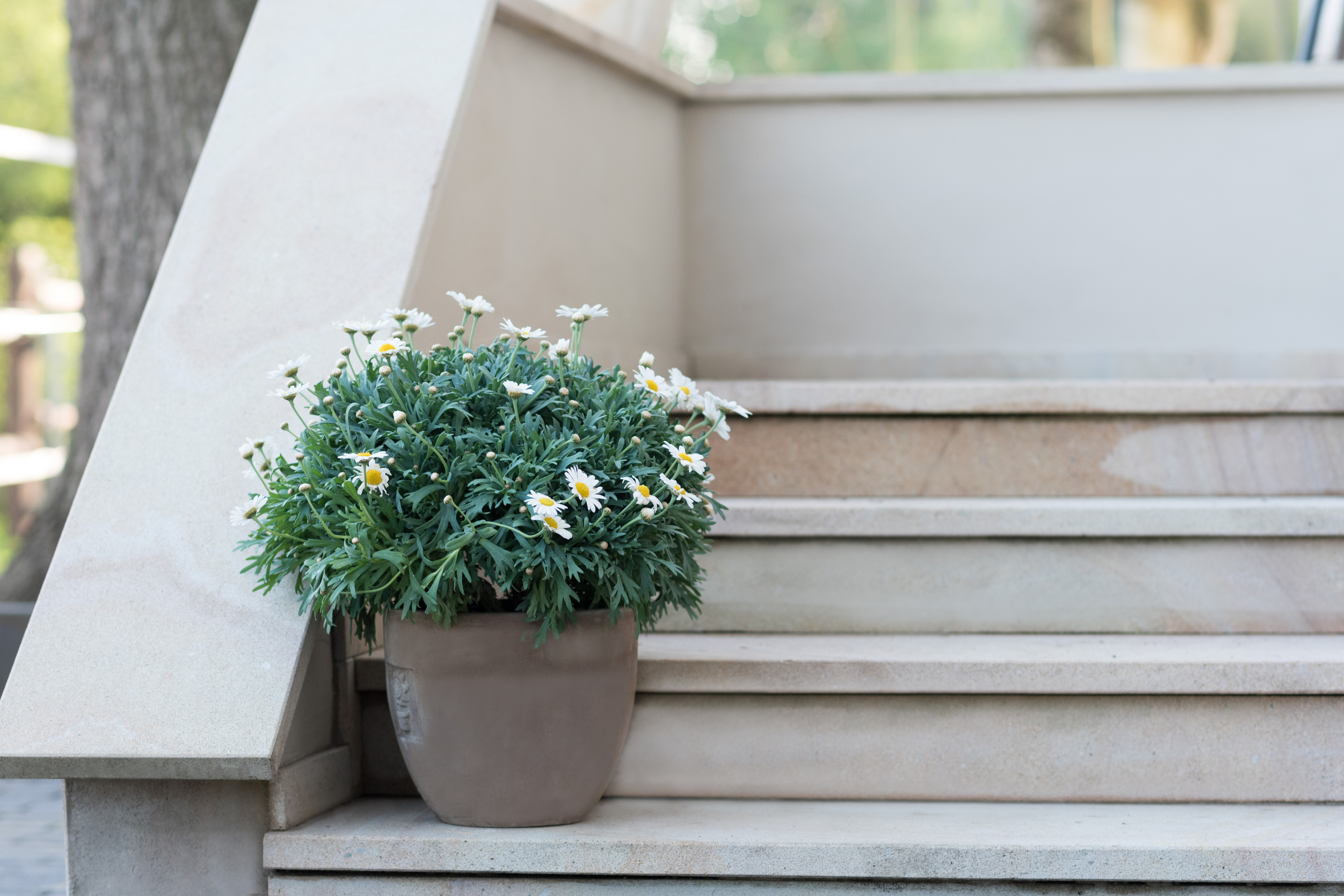 Topfblume auf Treppe