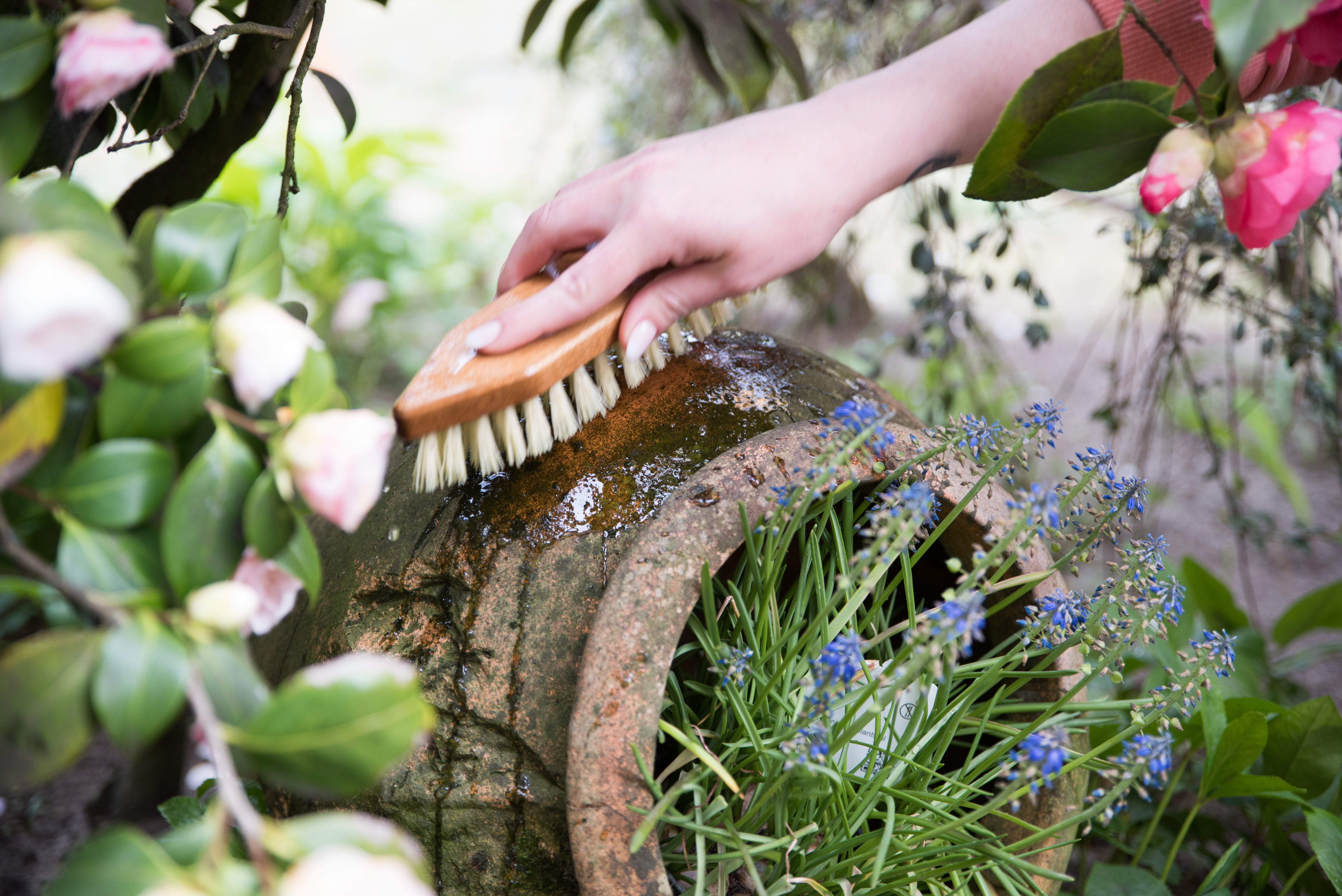 Anwendung Reine Soda Blumentopf