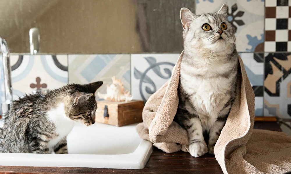 Tierisch gut, hygienisch rein